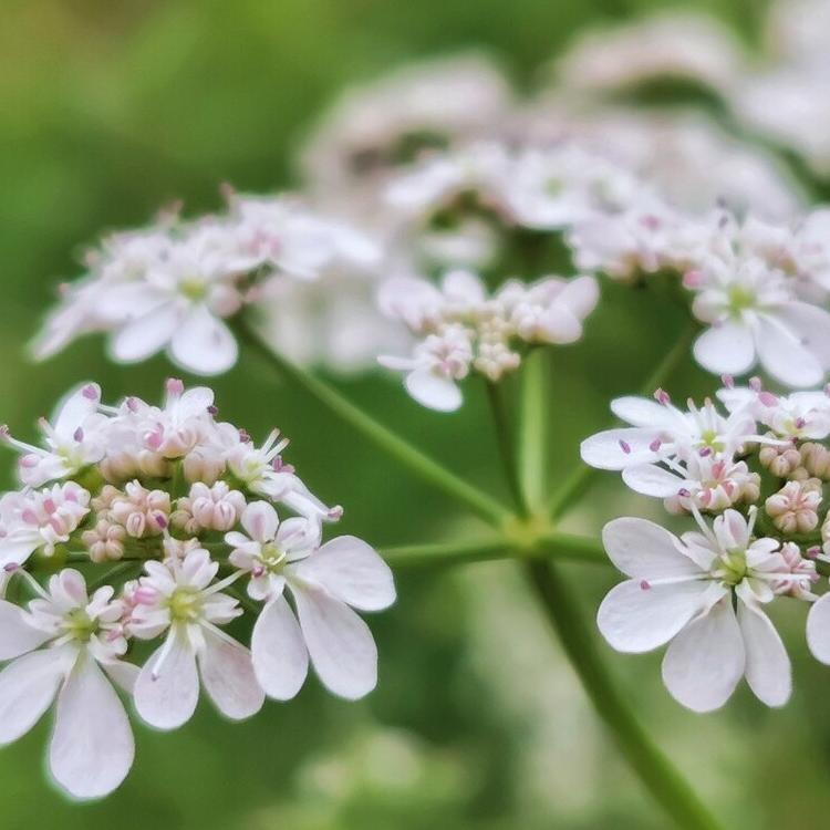 Hadau coriander