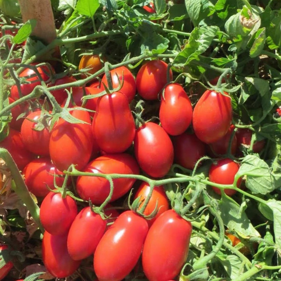 Hadau tomato roma heirloom