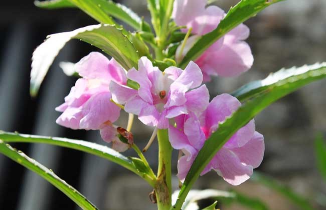 Impatiens