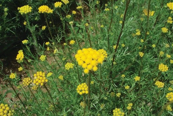 Lonas Annua