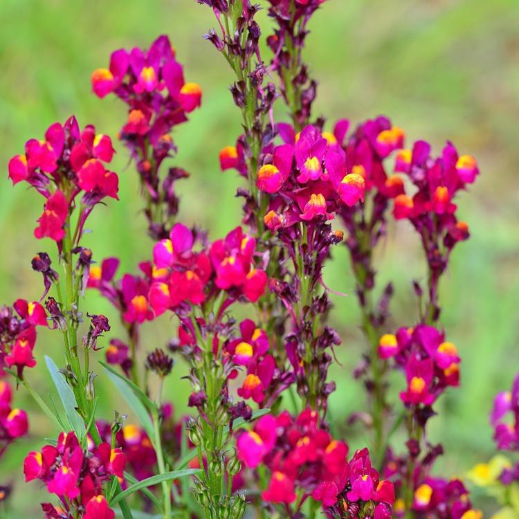 Hadau oenanthe javanica