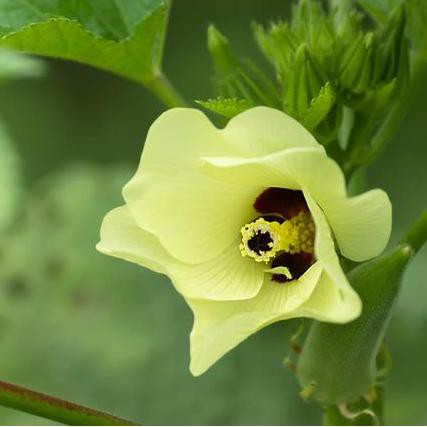 Hadau planhigion okra