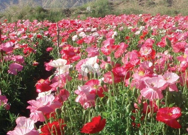 Papaver rhoeas