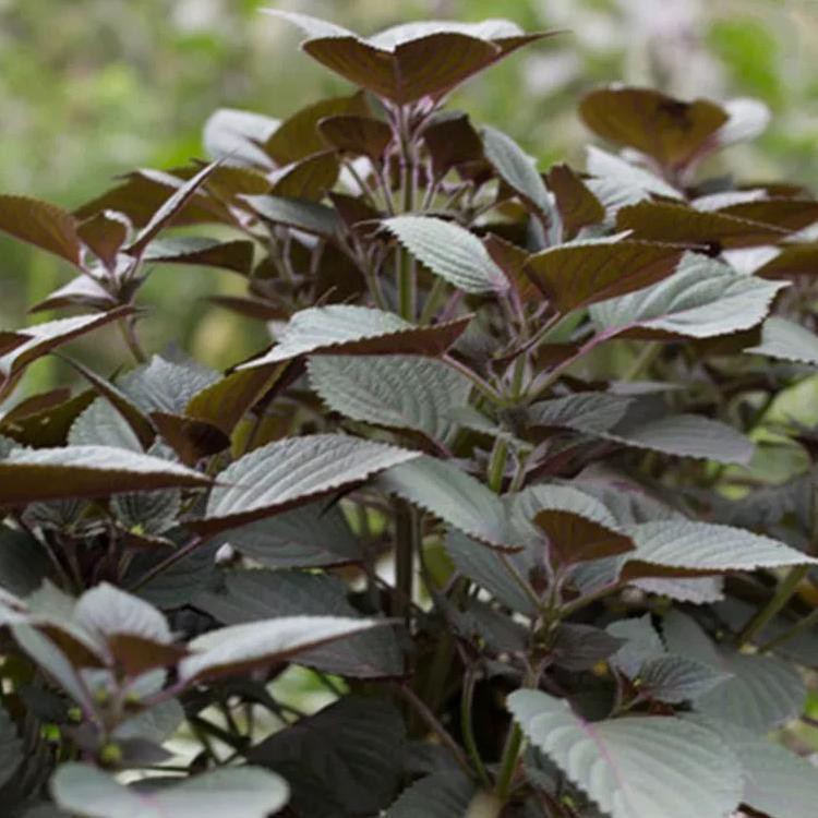 Hadau Perilla Frutescens