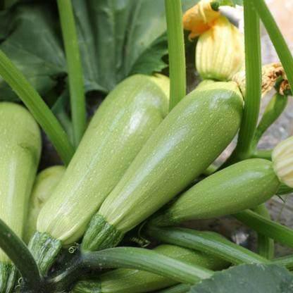 Hadau zucchini